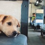 viaggiare con cane